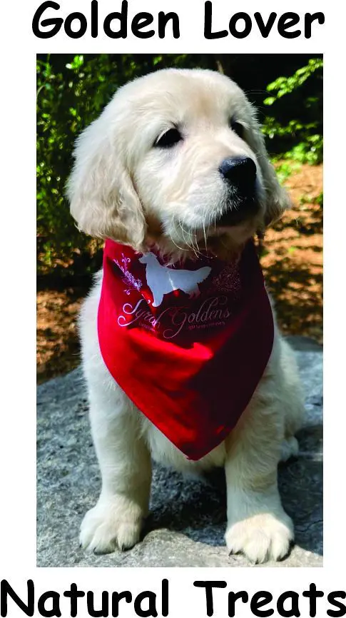 A dog wearing a red bandana with the name " joshua."
